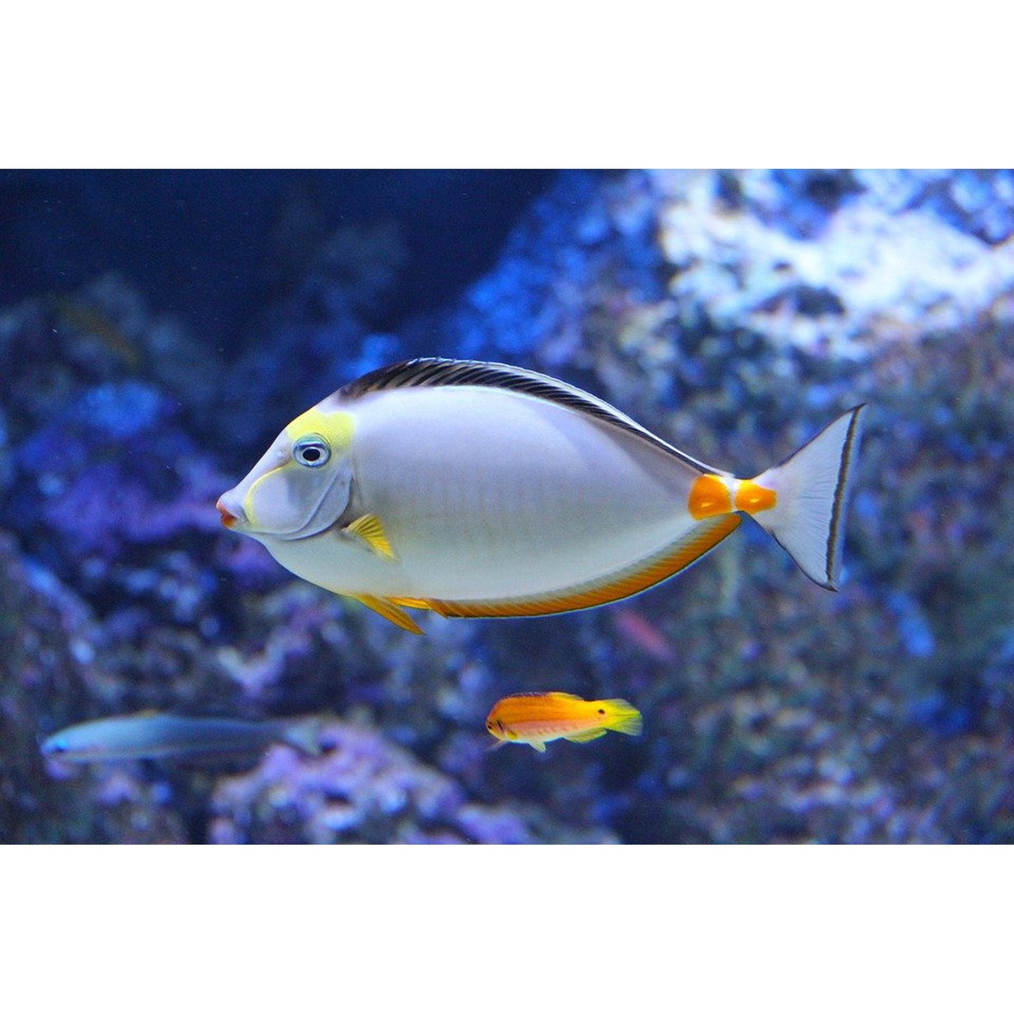 Naso Tang (Naso Lituratus) M