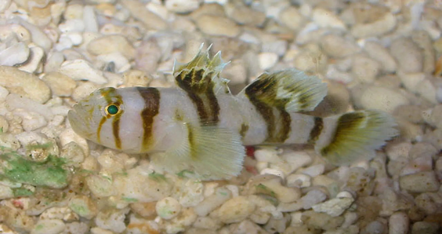 Black Barred Convict Goby