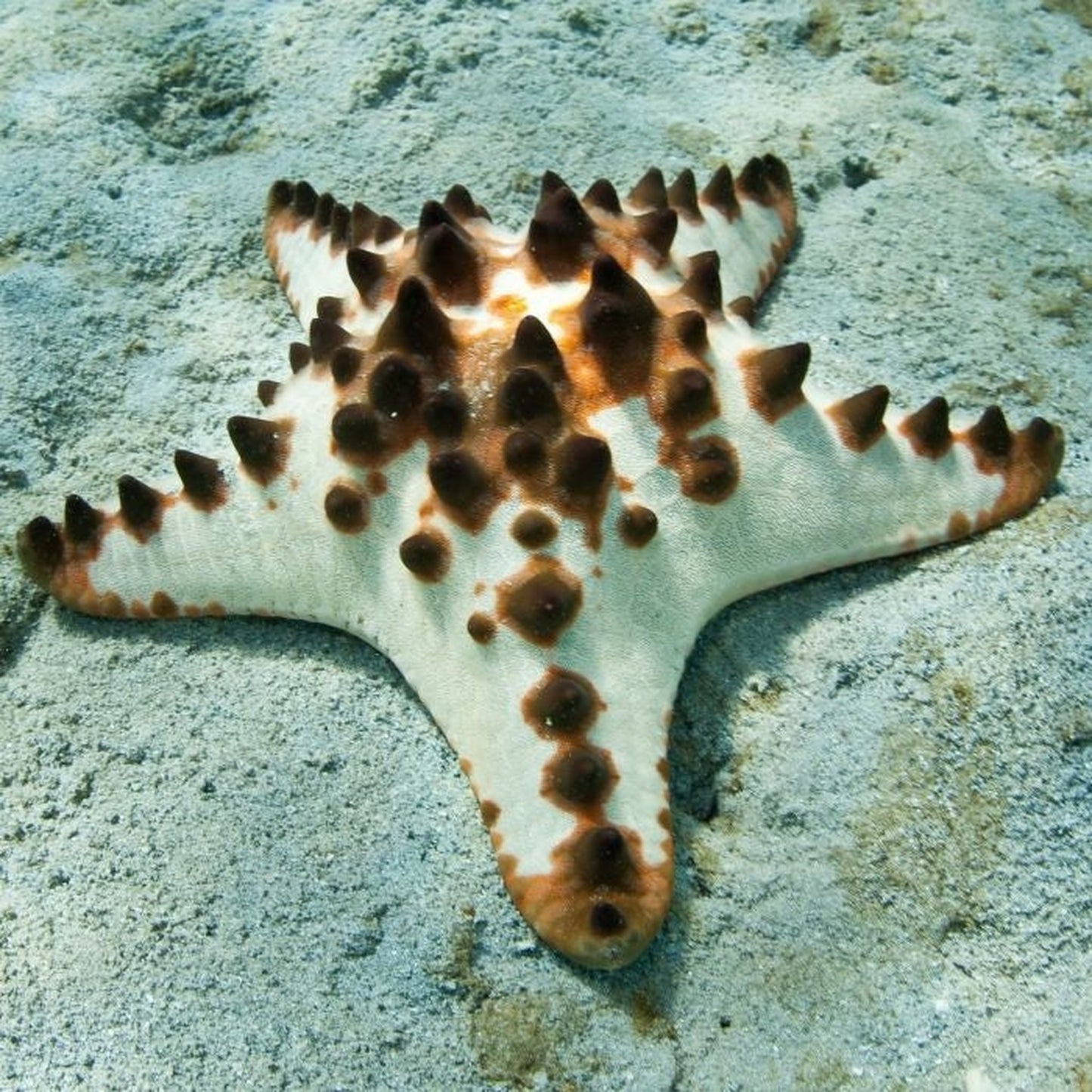 Chocolate Chip Starfish (Protoreaster nodosus)