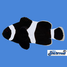 Darwin/Black Clownfish (Juv)