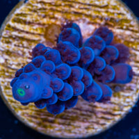 RW Cultured Ultra Blue Oregon Tort Frag