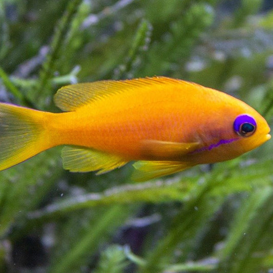 Lyretail Anthias (Pseudanthias squamipinnis) Female LRG