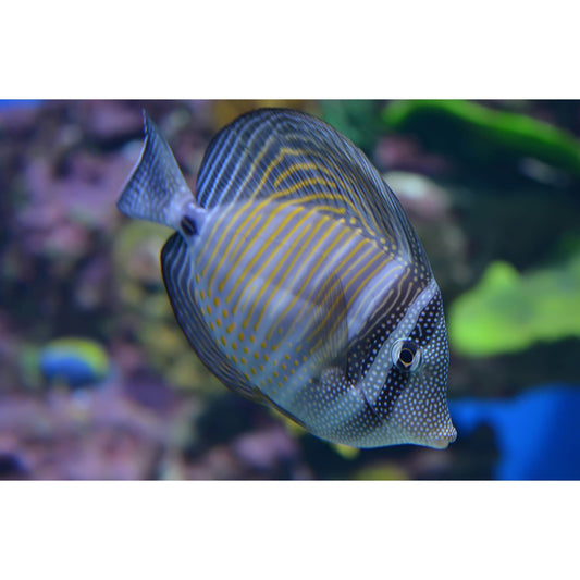 Desjardini Sailfin Tang M no