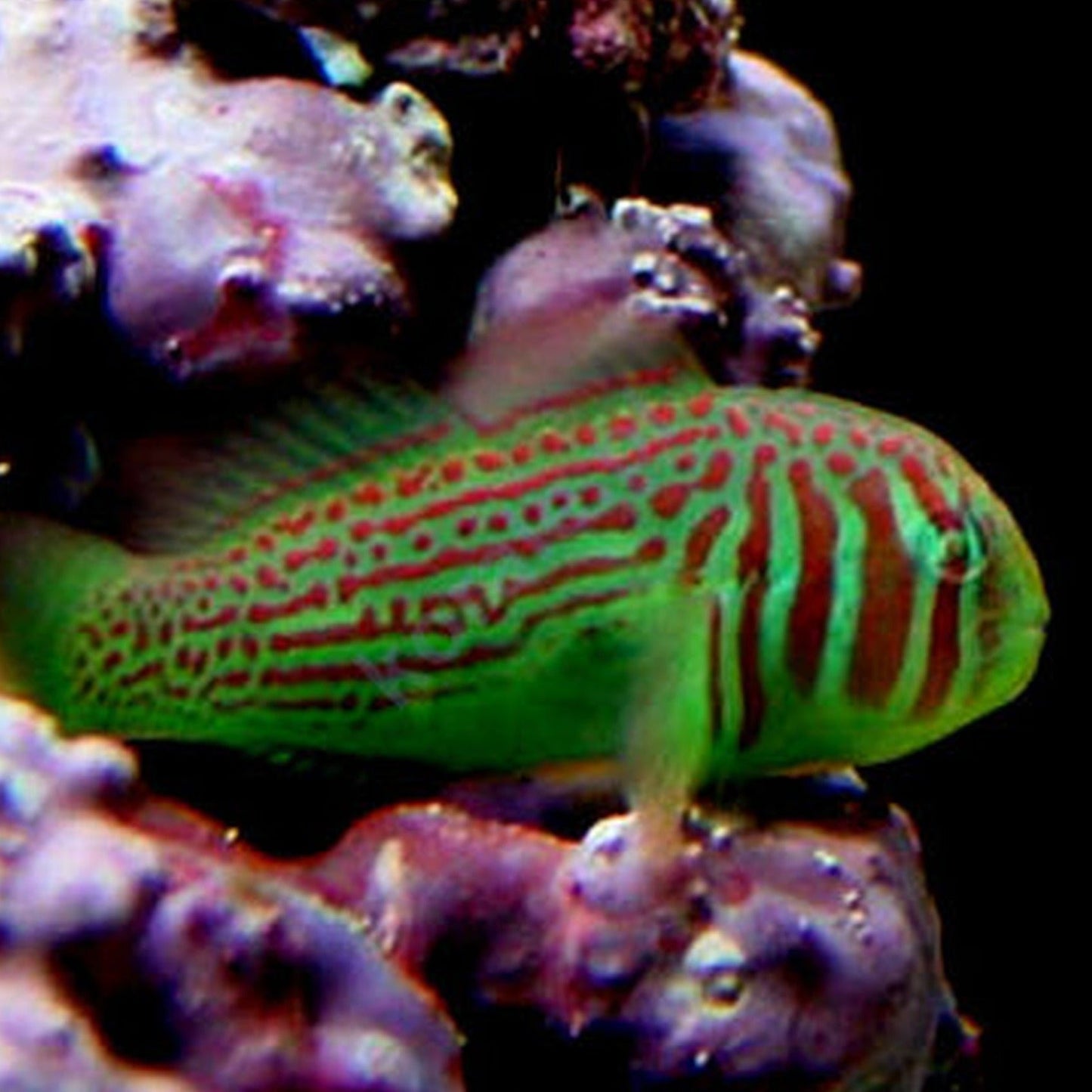 Red and Green Clown Goby