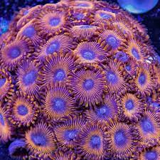 Gold Magician Zoa Frag