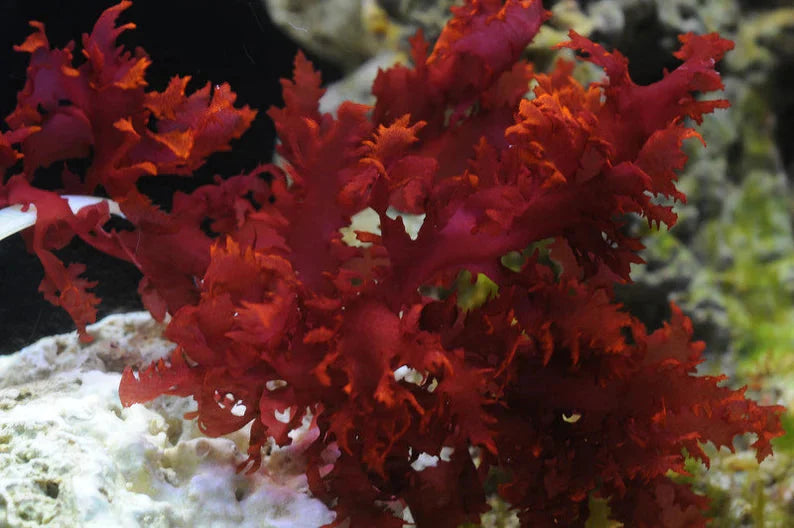 Dragons Breath Macro Algae