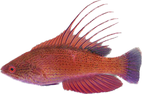 Filamented Flasher Wrasse