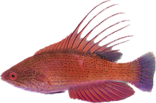 Filamented Flasher Wrasse