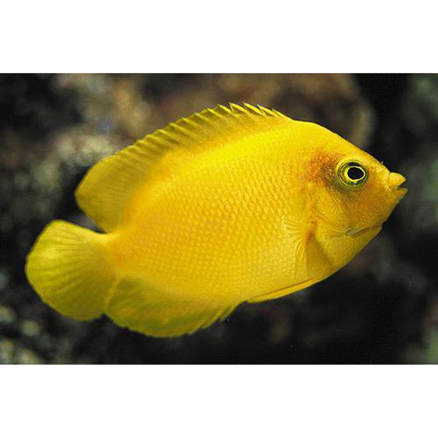 Yellow Angel ( Centropyge Heraldi)