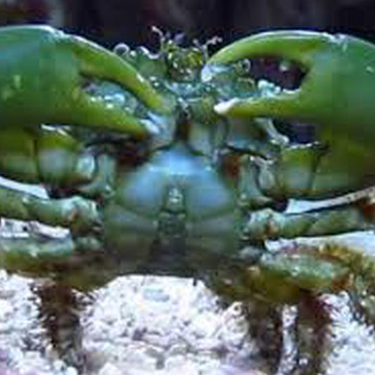 Emerald Crabs