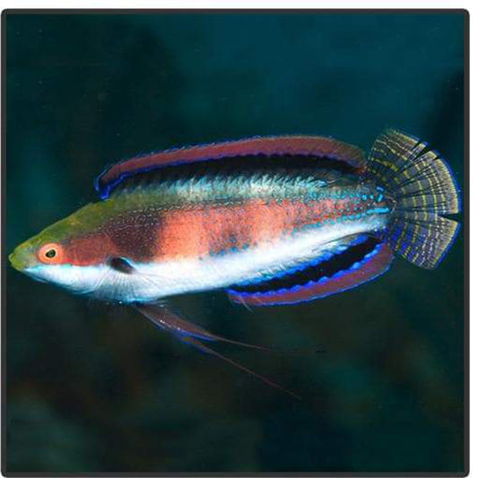 Katherine's Wrasse