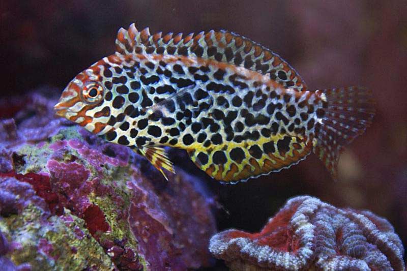 Leopard Wrasse Female