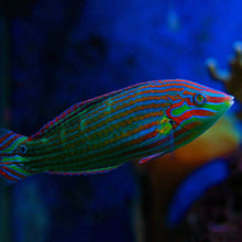 Melanurus Wrasse (Halichoeres melanurus)