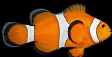 Orange Ocellaris Clown