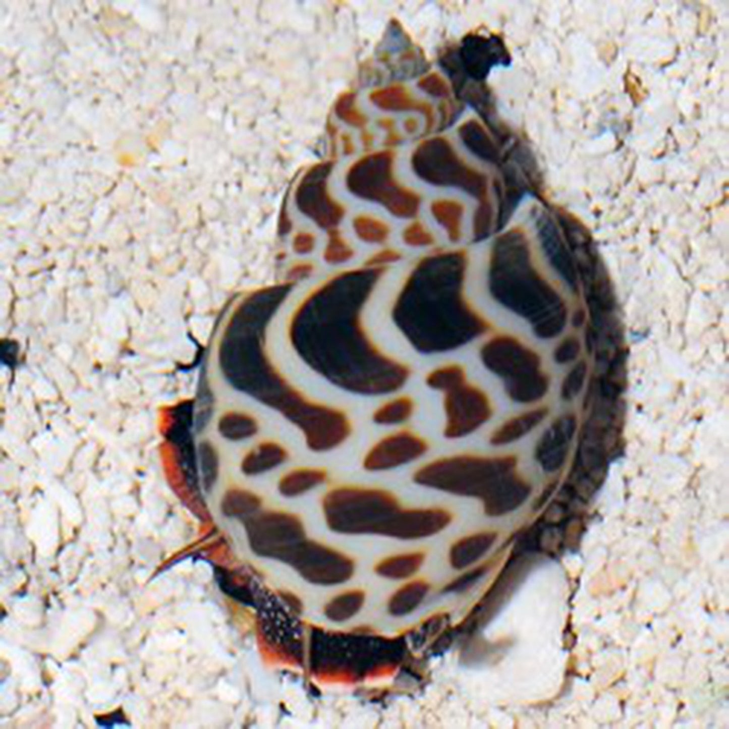 Tiger Nassarius snails
