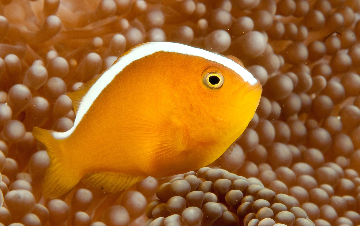 Orange Skunk Clownfish