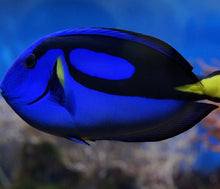 Hippo Tang M