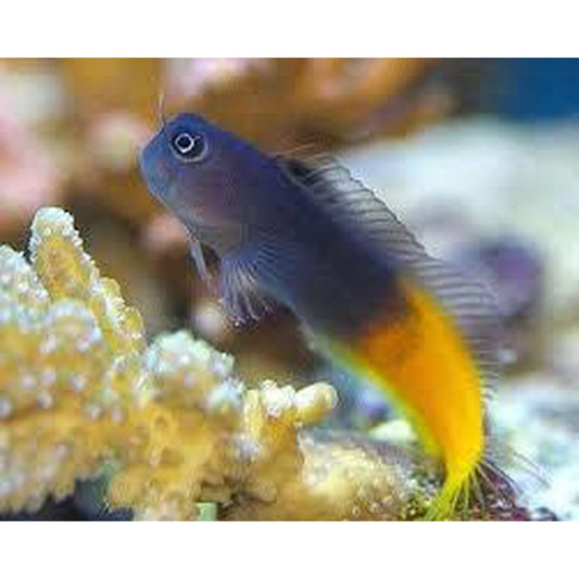 BiColour Blenny hi