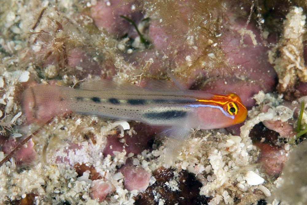 Redhead Goby (Captive Bred)