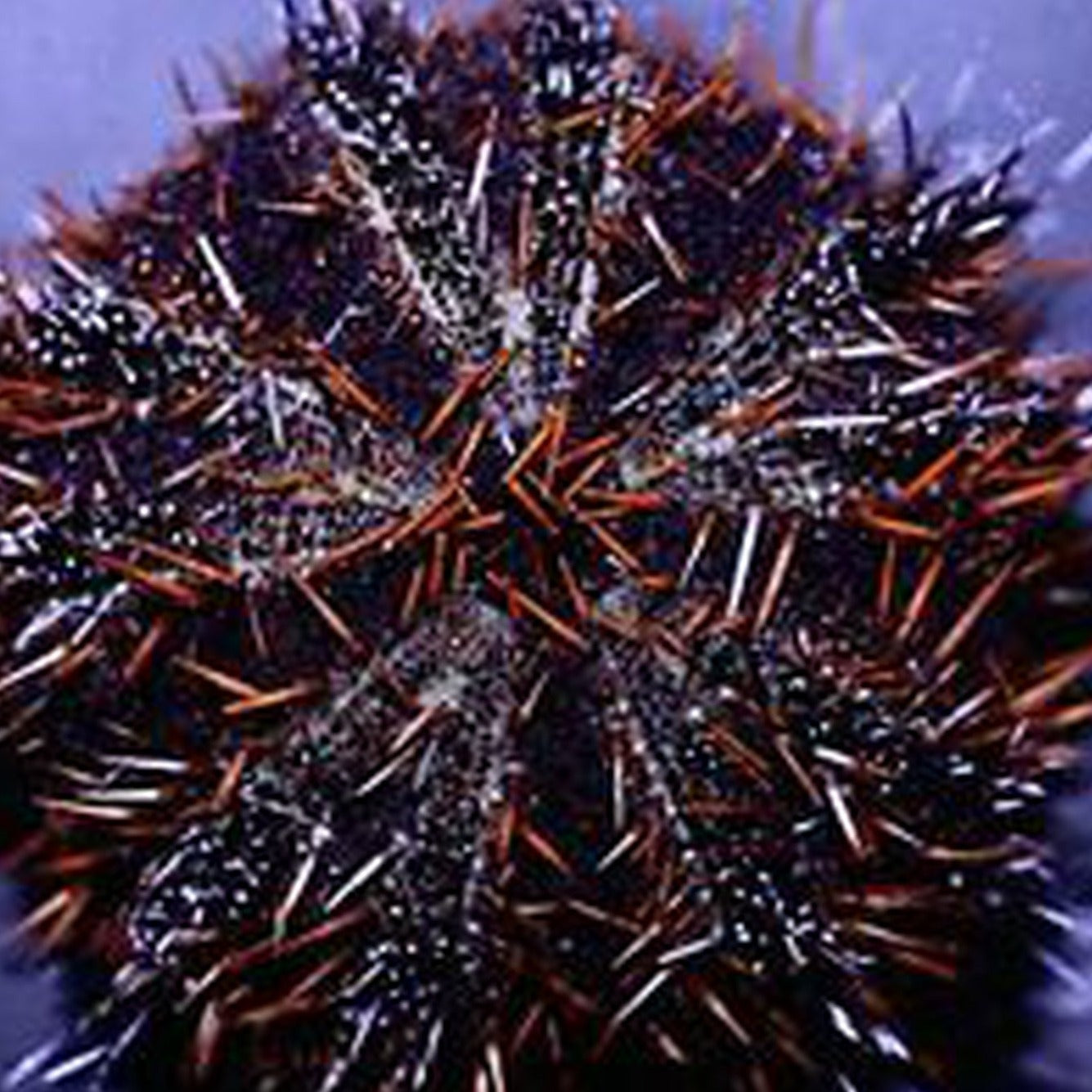 Multicolor Halloween Urchin (Tripneustes gratilla)