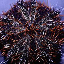 Multicolor / Halloween Urchin (Tripneustes gratilla)