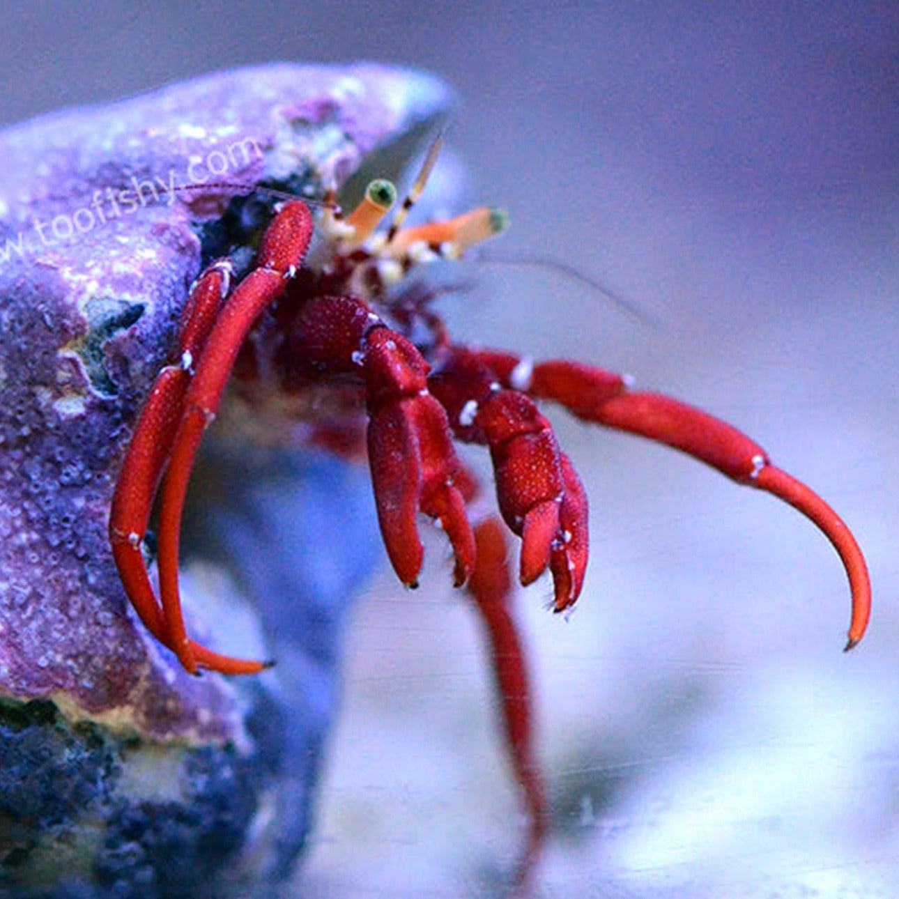 Scarlet Hermit crab