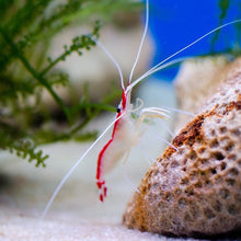 Cleaner Shrimp