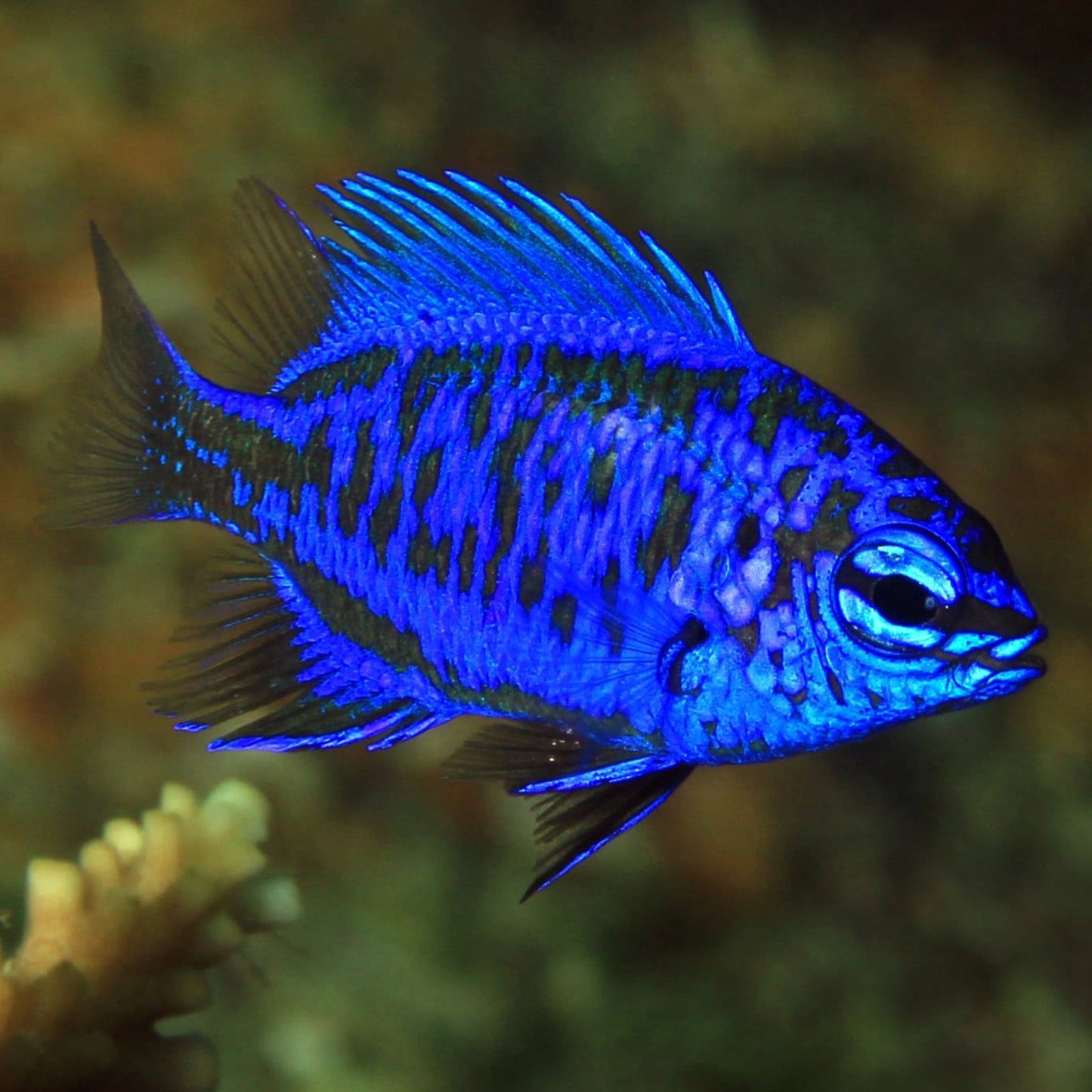 Springeri Damsel (Chrysiptera springeri) (Flatworm eaters)