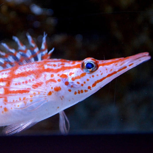 Long Nose Hawkfish (Oxycirrhites Typus)