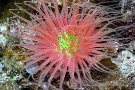 Tube Anemone - Pink & Neon Green Centre