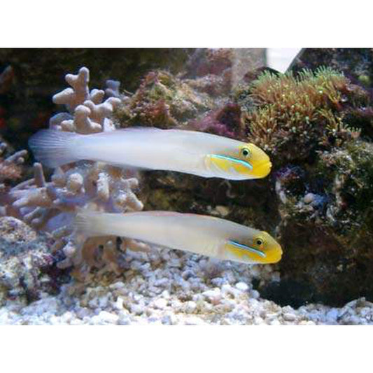 Golden Head Sleeper Goby