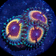 Vampire in Drag Zoa Frag